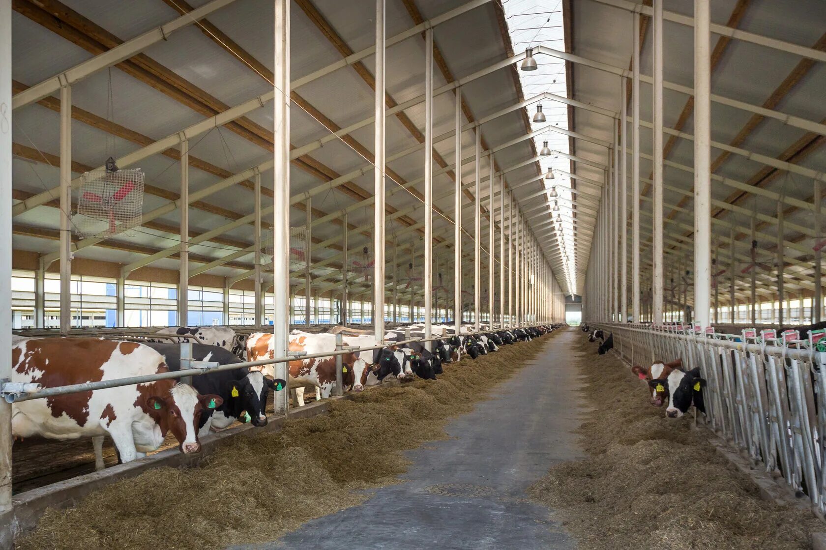 Двускатная ферма 24 метра металлическая. Ферма лстк 24м. Мини ферма ангар коровник. Металлическая ферма 24 м. Фермы полигонального очертания.