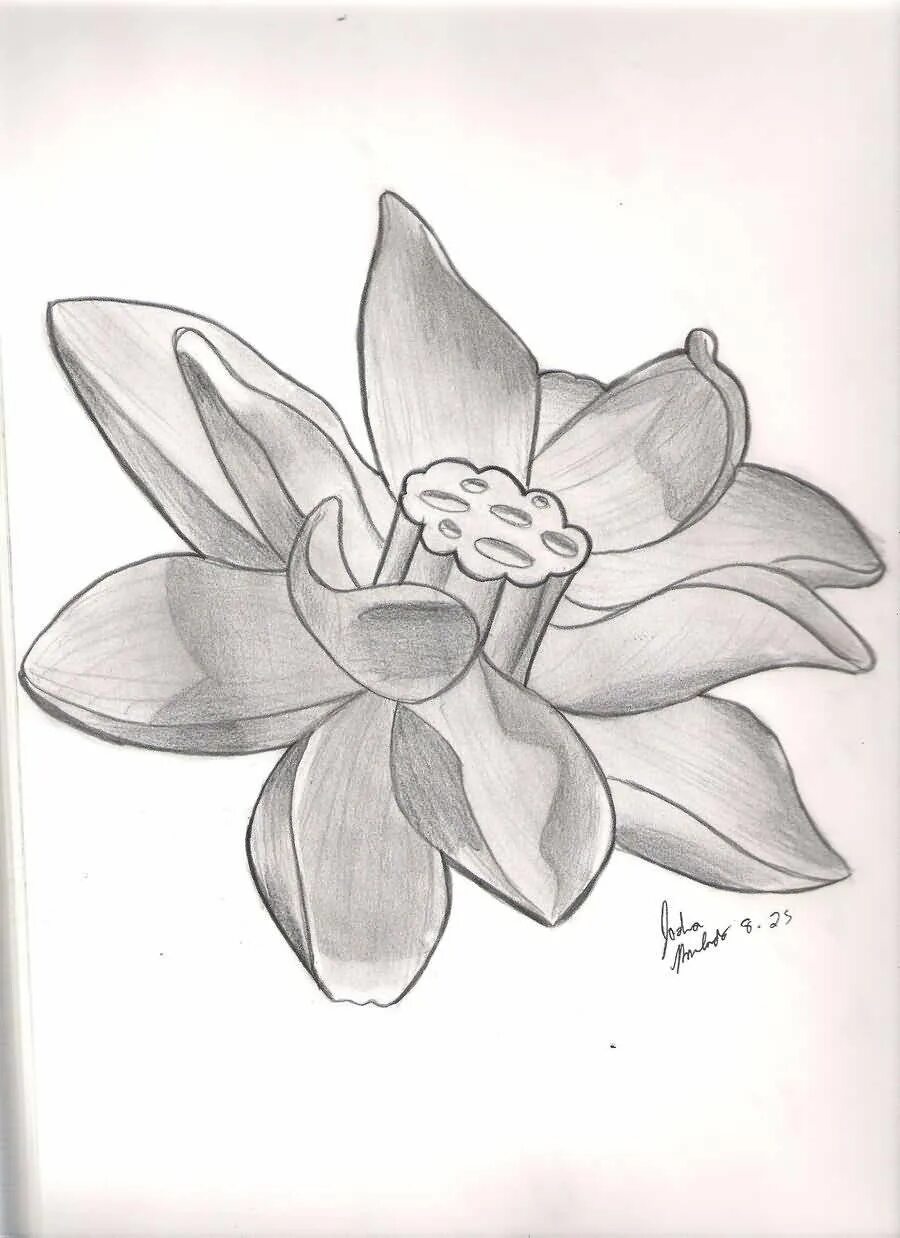 кувшинка рисунок карандашом. цветы карандашом. лотос пошагово рисунок. лотос цветок карандашом. нарисовать лотос орехоносный.