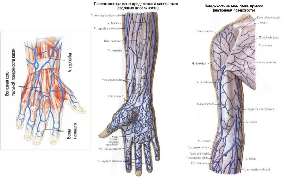 Вены верхней конечности. Промежуточная Вена предплечья. Поверхностные вены верхней конечности. Кубитальная Вена верхней конечности. Дорсальные пястные вены.