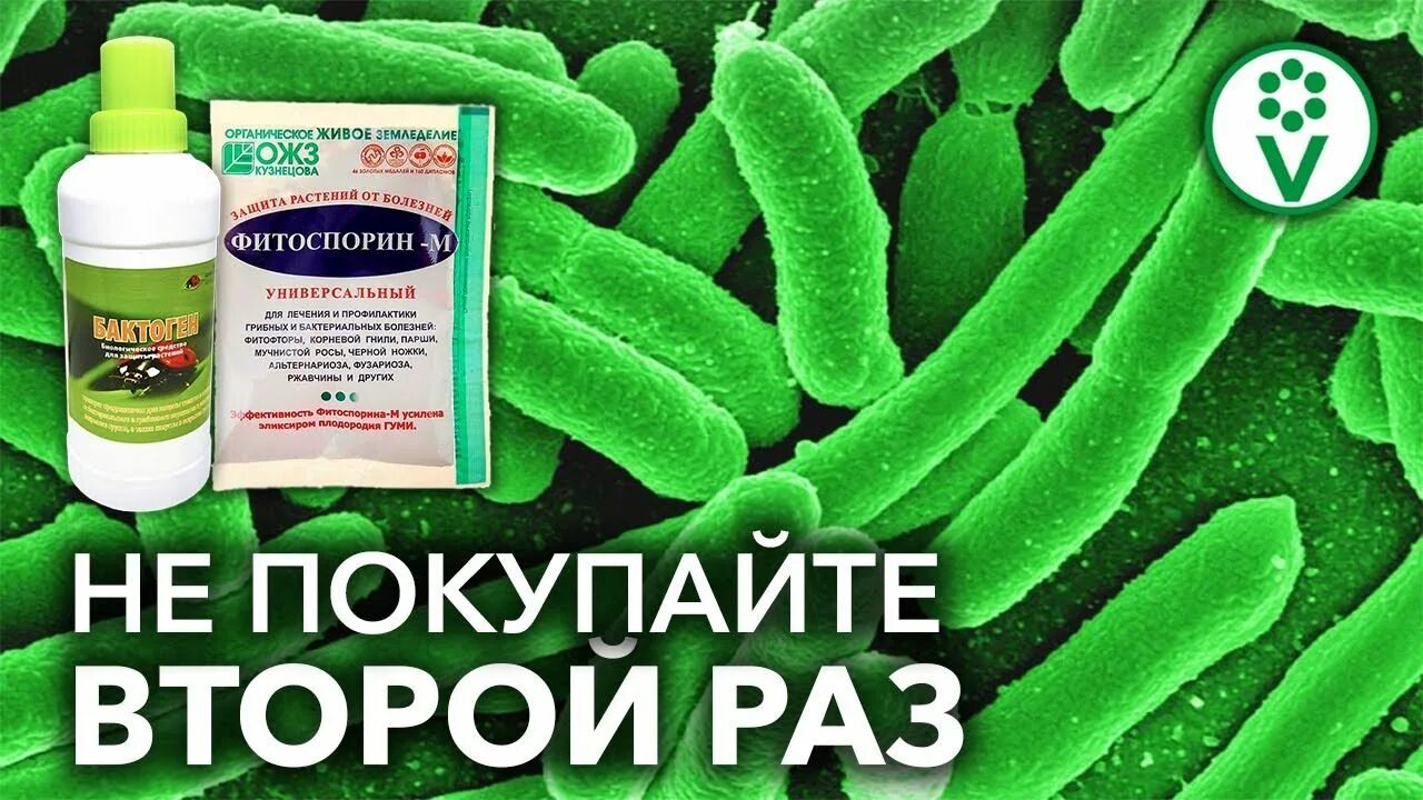 Применение сенной палочки для растений. Препараты с сенной палочкой для растений. биопрепараты с сенной палочкой. сенная палочка препараты для огорода. удобрение на основе сенной палочки.