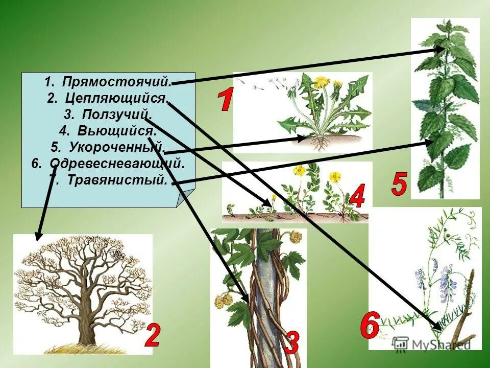 Побег ползучий или прямостоячий высшие или низшие