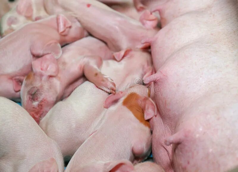 Приснилась свинья к чему. К чему снится свинья. Много поросят во сне к чему снится. Много маленьких поросят. Приснился маленький поросенок.