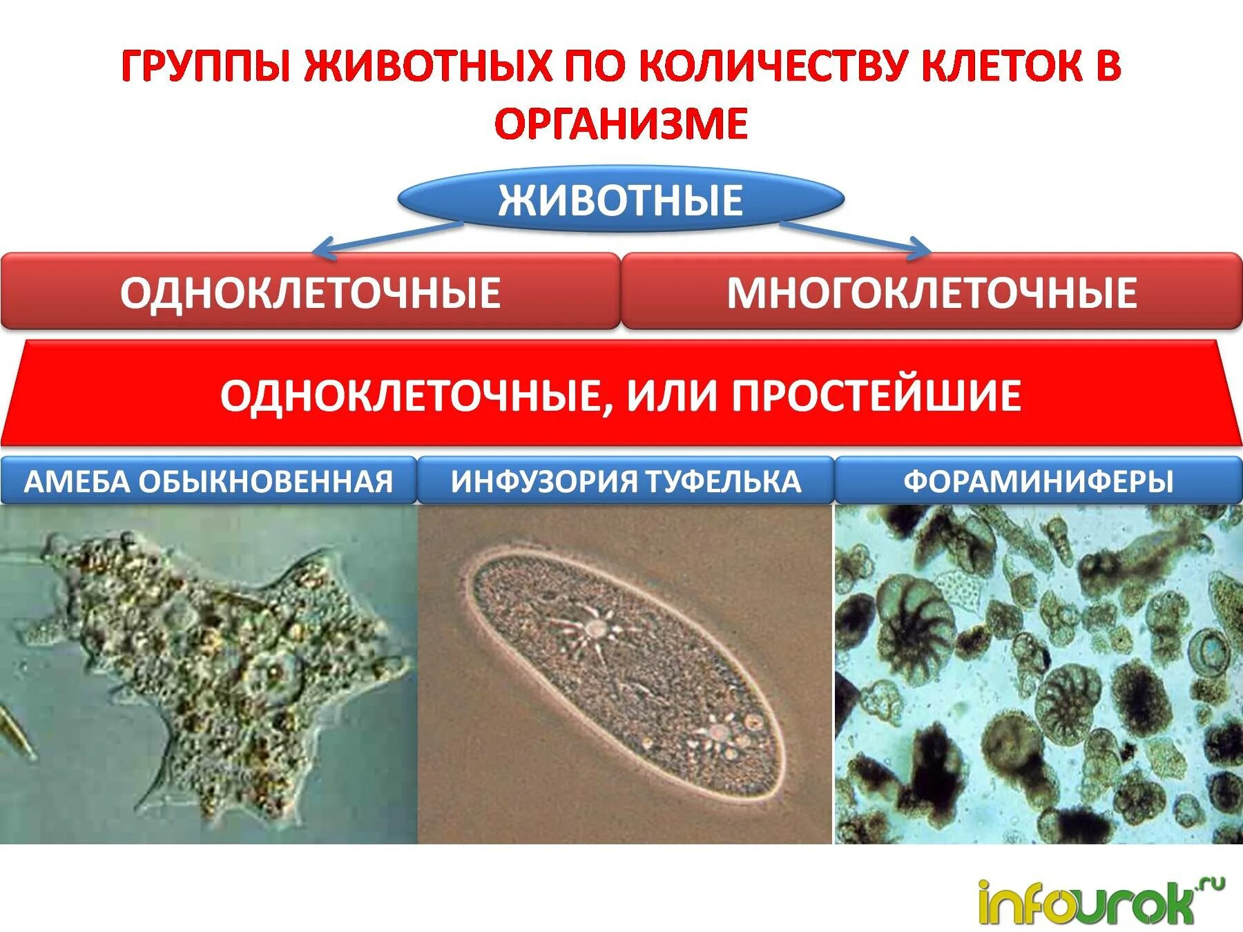 Группы многоклеточных животных