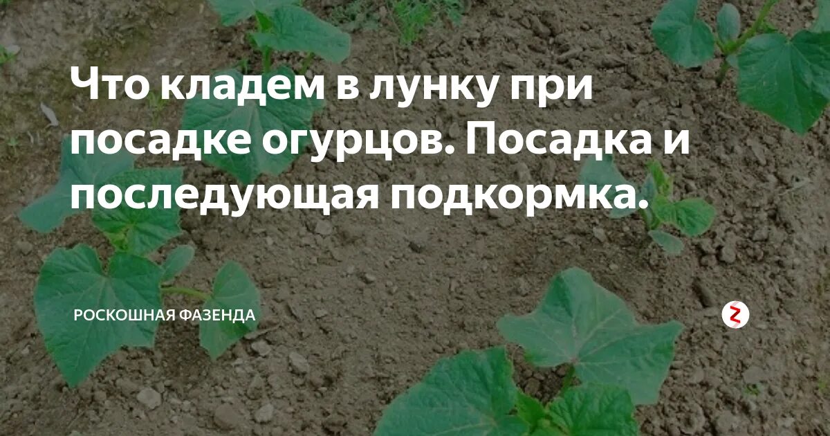 Что положить в лунку при посадке огурца. Лунки для огурцов. Что положить в лунку при посадке огурцов. Посадка огурцов в лунки. Лунки для огурцов в теплице.