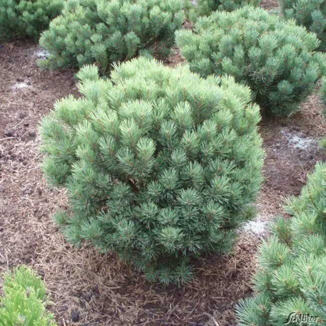 Сосна ватерери купить. Сосна Горная Ватерери. Сосна обыкновенная Watereri. Pinus Sylvestris beuvronensis. Сосна обыкновенная Ватерери бонсай.