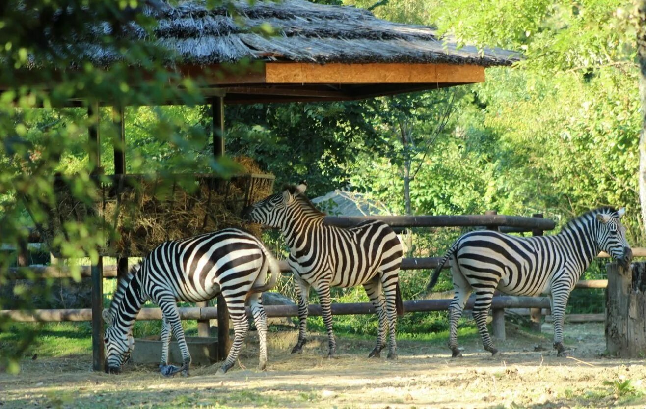 Зоопарк. Зоопарк «Zoo Osnabrück» в Оснабрюке. Зоопарк Загреб. Зоопарк Загреб Хорватия. Зоологический сад в Бразилиа.