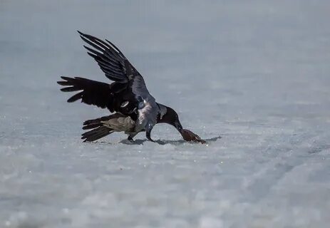 Поймать ворону во сне