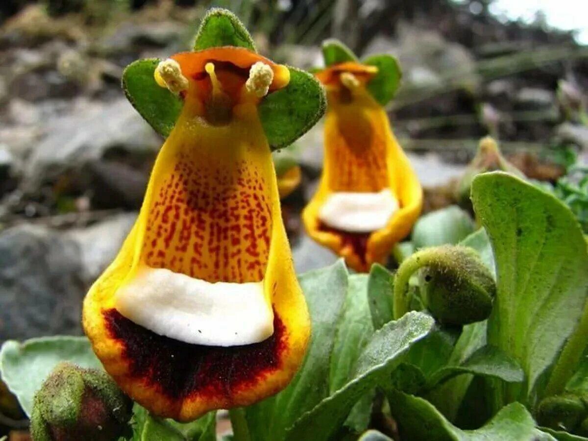 Удивительное о цветах. Кальцеолярия Унифлора. Цветок кальцеолярия Унифлора. Кальцеолярия одноцветковая. Счастливый инопланетянин (Calceolaria uniflora).