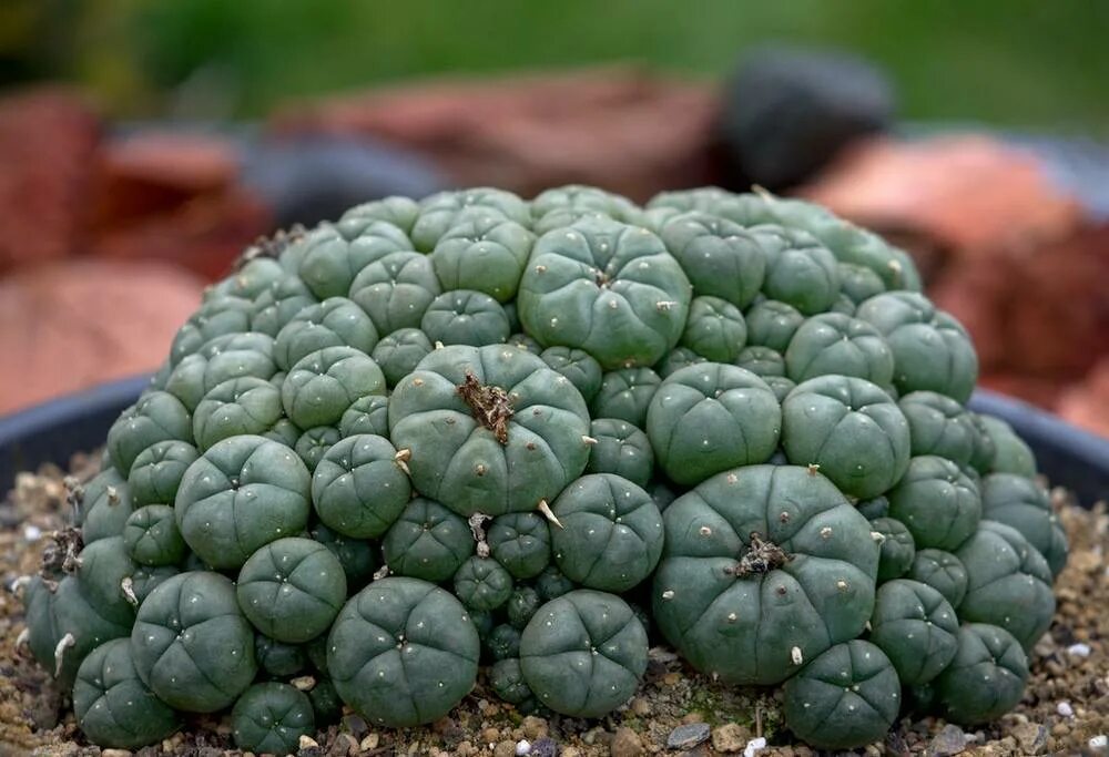 Кактус содержащий мескалин. Пейот (lophophora williamsii. мескалин (пейот). кактус lophophora williamsii. лофофора уильямса.