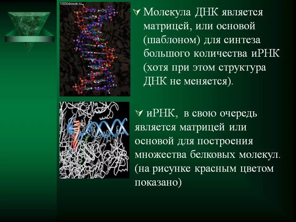 Белковая матрица. ДНК матрица для синтеза белков. Молекулы ДНК — матрицы для синтеза белков. Служит матрицей для синтеза белков. ДНК является матрицей для.