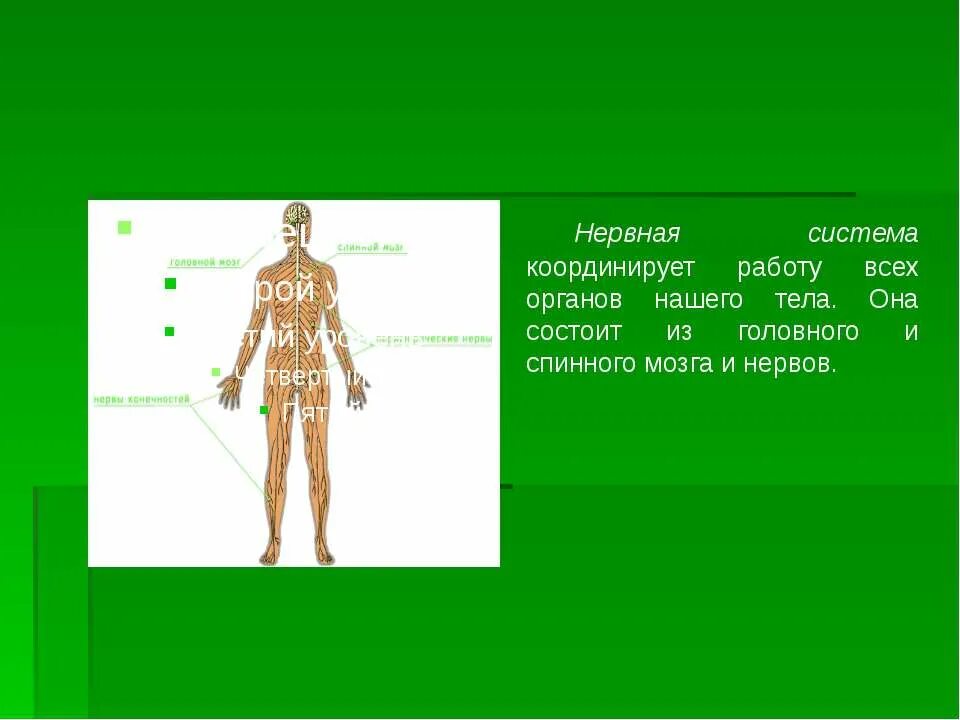 Нервная система человека строение и функции. Координирует деятельность различных органов и систем организма. Координация нервных процессов. Координирует деятельность различных органов и систем организма. Регуляция функций организма схема.
