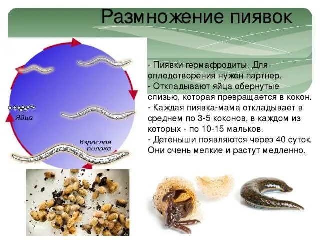 Развитие пиявок. Пиявки кольчатые черви. Жизненный цикл пиявки схема. Развитие пиявок. Размножение пиявок схема.
