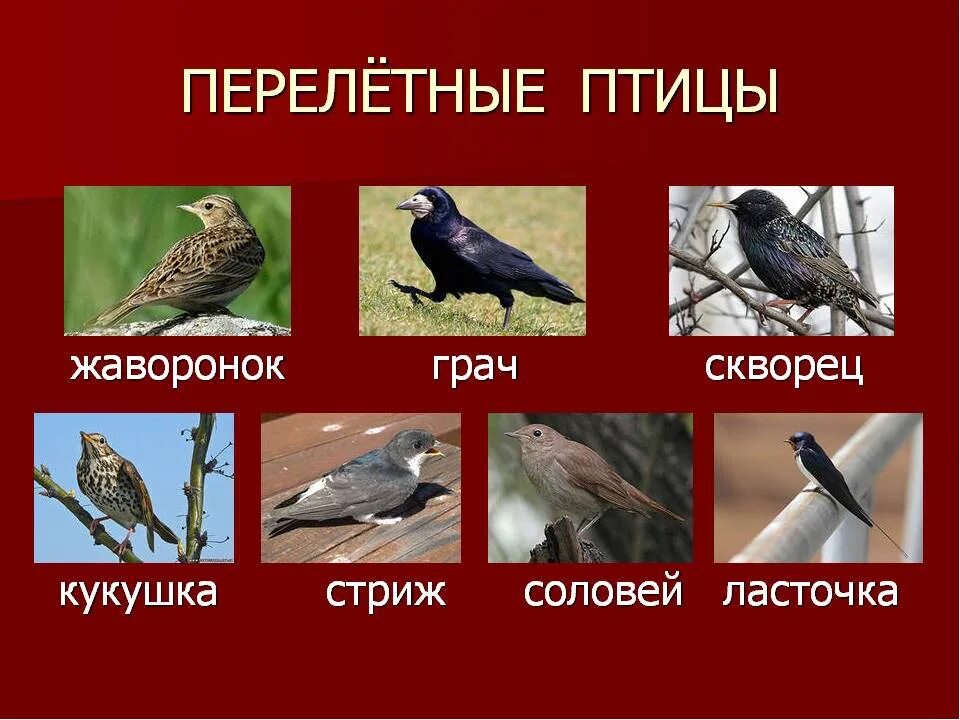 Картинки перелетных. Перелетные птицы Грач скворец Ласточка. Ласточка, скворец, Грач, Соловей.. Перелетные птицы Кемеровской области для детей. Соловей Жаворонок Кукушка скворец Ласточка Грач.