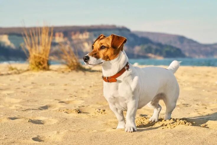 How to choose and buy a Jack Russell Terrier breed dog on a bulletin board in Is