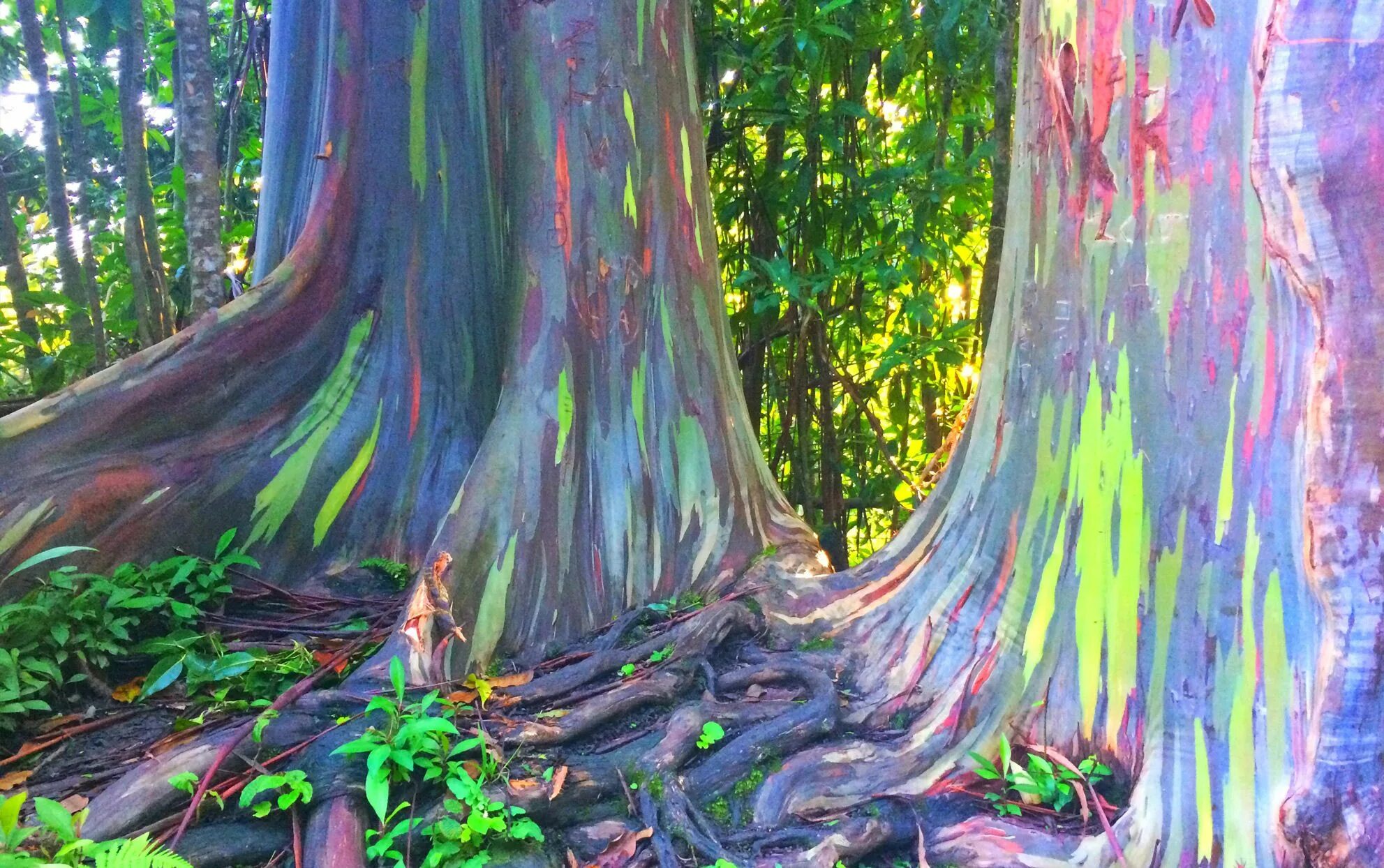 Красиво покрасить деревья. Радужный эвкалипт (Eucalyptus deglupta. Радужный эвкалипт с острова Минданао. Радужный эвкалипт Гавайи. Эвкалиптовый лес Австралии Радужный.