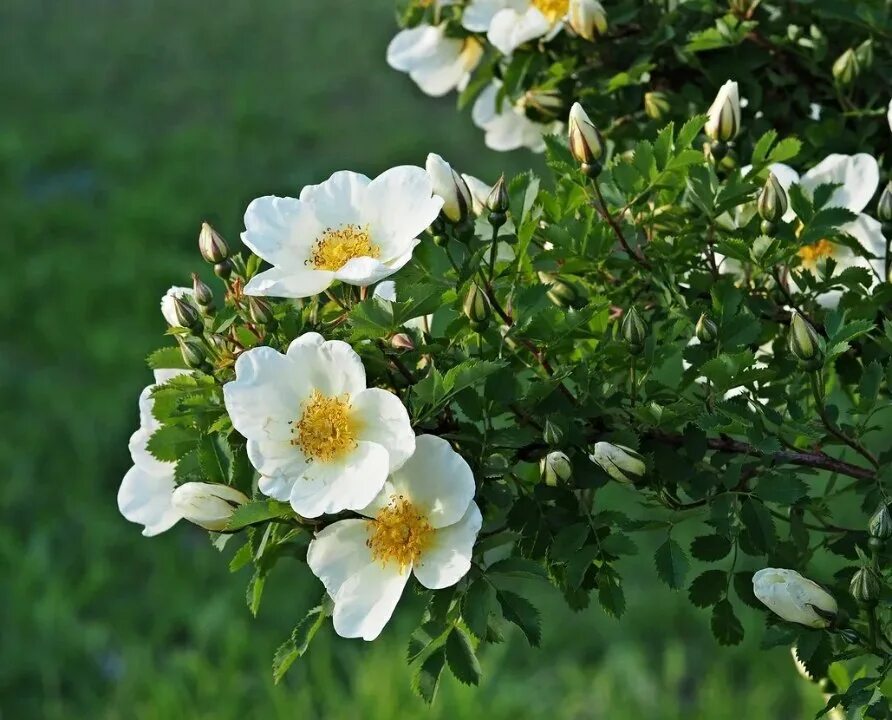 цветение шиповника куст. шиповник розовидный. роза морщинистая, роза ругоза. роща шиповник. шиповник дикая роза.
