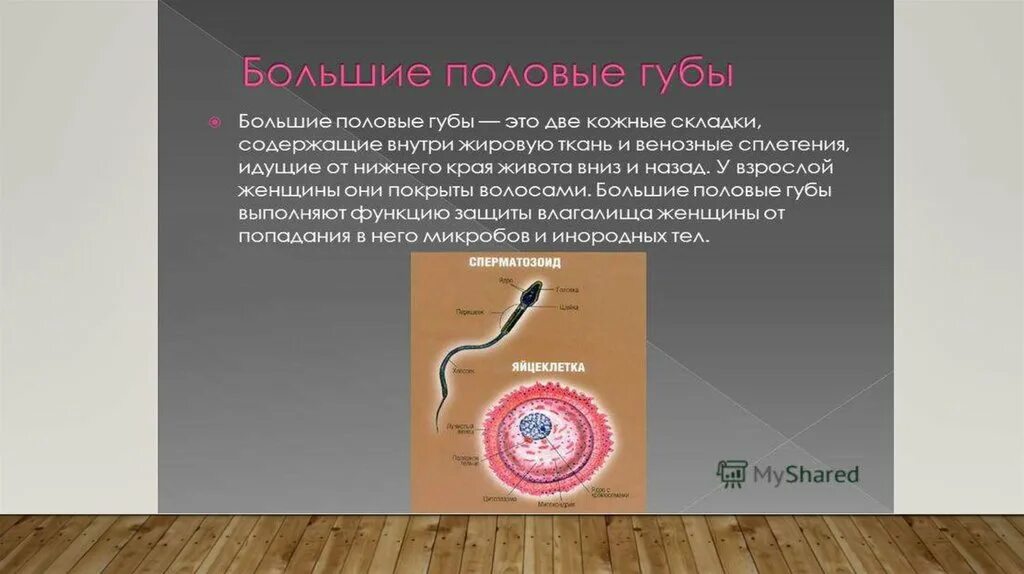 Размер малых половых губ. Гипертрофия малых половых губ у подростка. Гипертрофия клитора и половых губ. Сращение малых губ у ребенка 2. Строение женских.