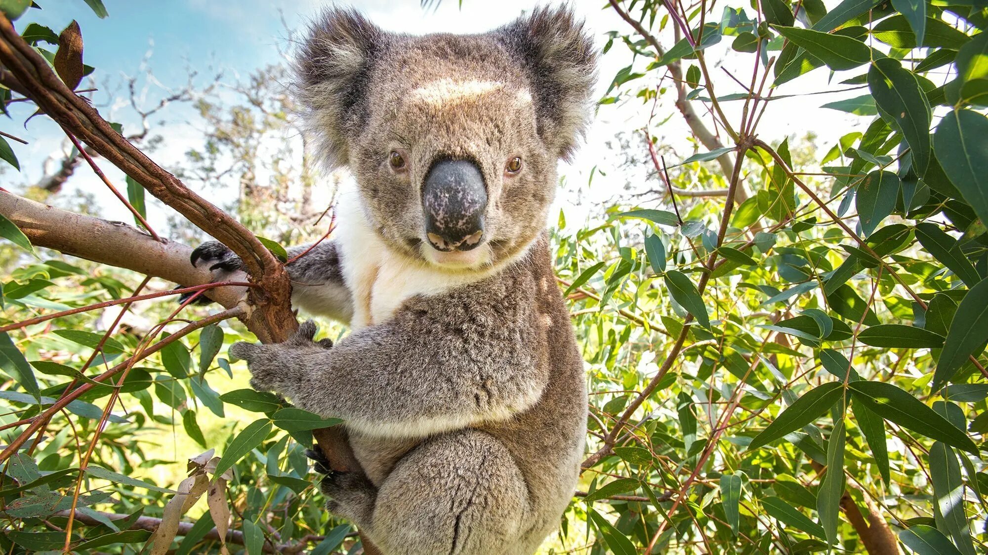 Сумчатые животные Австралии коала. Сумчатый мишка коала. Эндемики Австралии коала. Медведи коалы в Австралии.