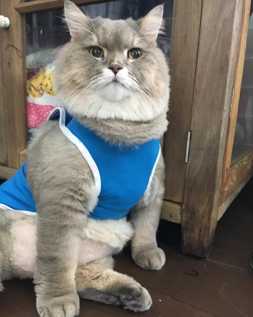 Bone bone cat