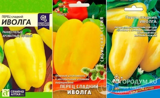 Перец сладкий иволга. Сорт перца иволга. Перец иволга семена алтая. Болгарский перец желтый колокол. Сорт перца желтый иволга.