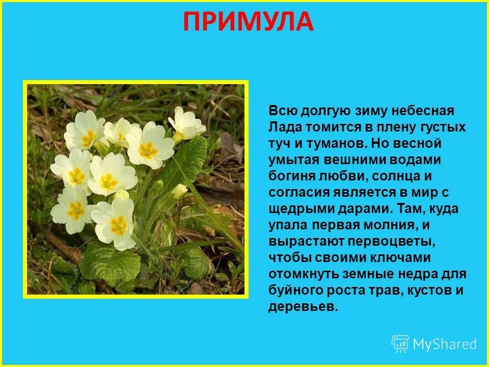 Текст описание про цветок. Примула первоцвет през. Легенда о примуле. Примула первоцвет Галлера. Легенды о цветах.