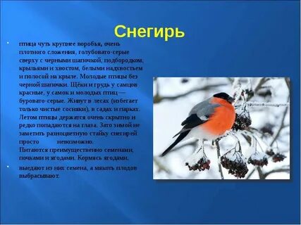 Снегирь описание для детей