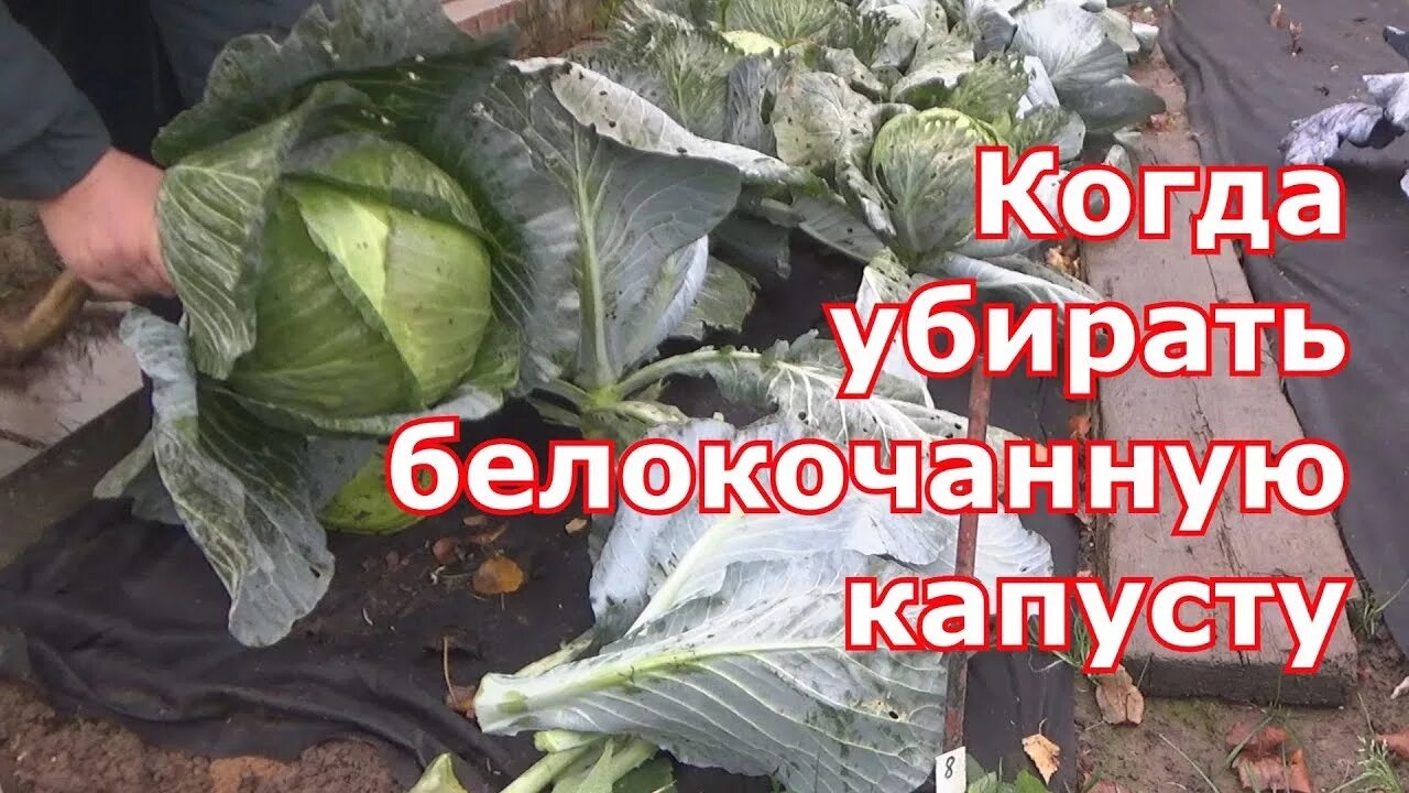 Капуста белокочанная когда убирать. Капуста белокочанная в огороде. Сбор капусты. Растрескивание капусты белокочанной. Посадка капусты на агроволокно.