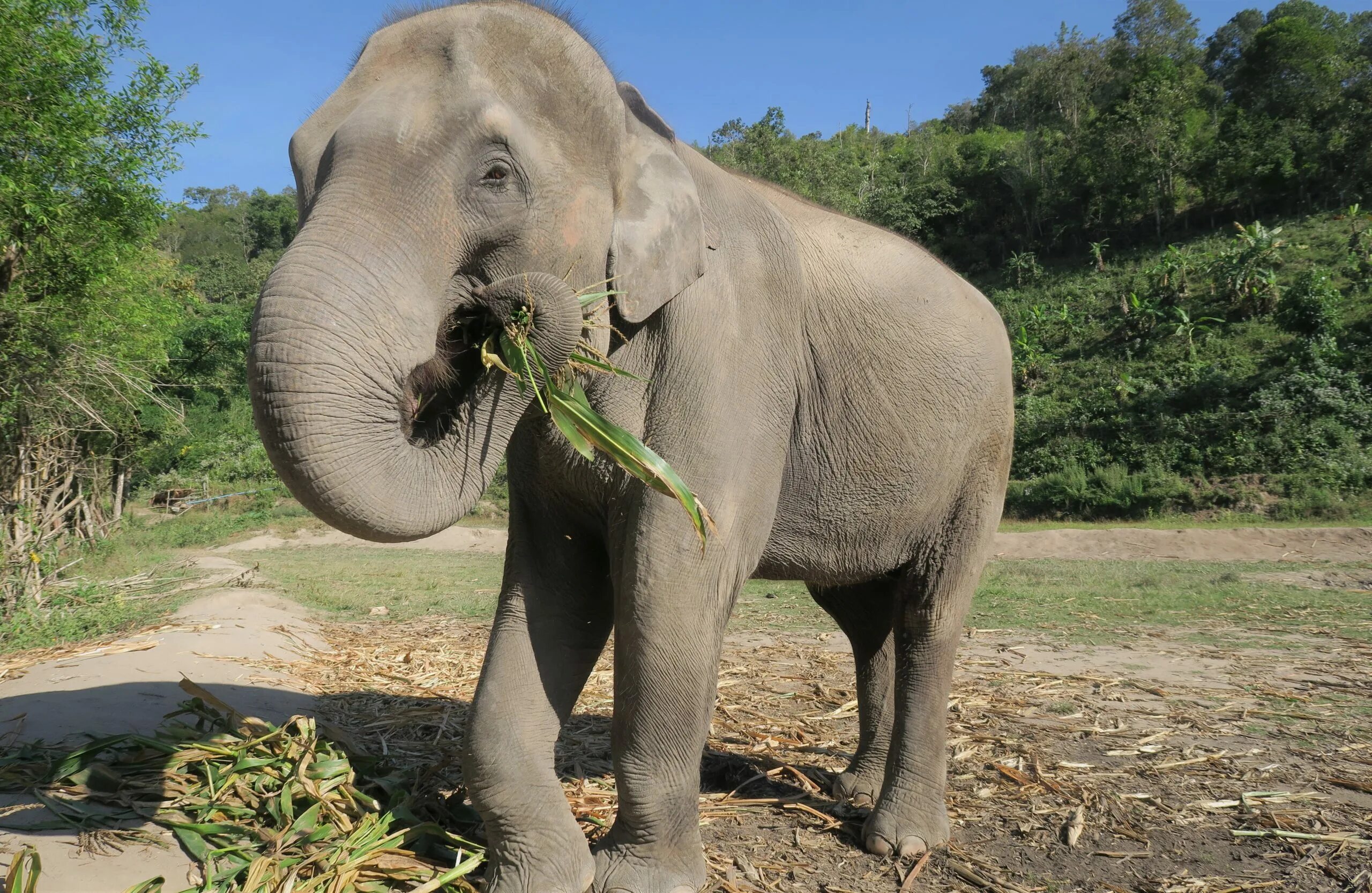 Слон. Слон ест. Индийский слон. Хобот индийского слона. Elephant name