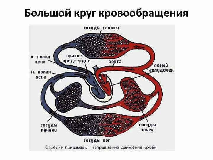 Большой круг кровообращения. Большой и малый круг кровообращения. Малый круг кровообращения. Круги кровообращения таблица. Таблица круга кровообращения начало круга