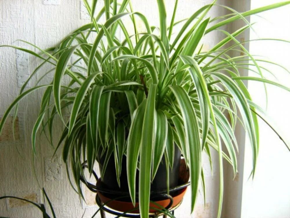 Хлорофитум хохлатый Chlorophytum comosum. Хлорофитум и традесканция. Хлорофитум хохлатый обыкновенный. Хлорофитум оушен. Семена хлорофитума