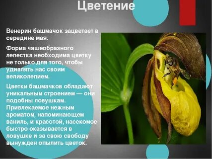 Почему венерин башмачок