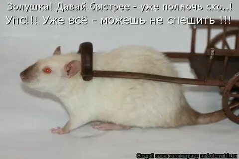 Я еду домой 2024