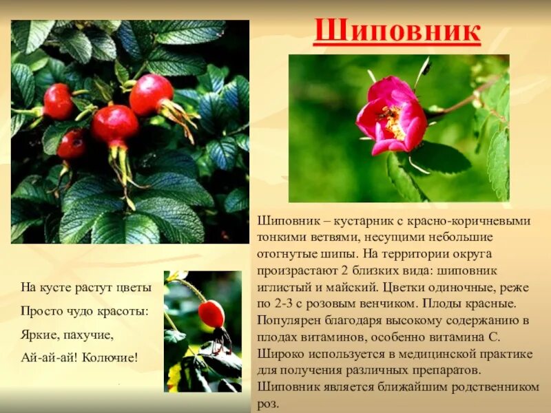 Почему у многих кустарников плоды красного цвета