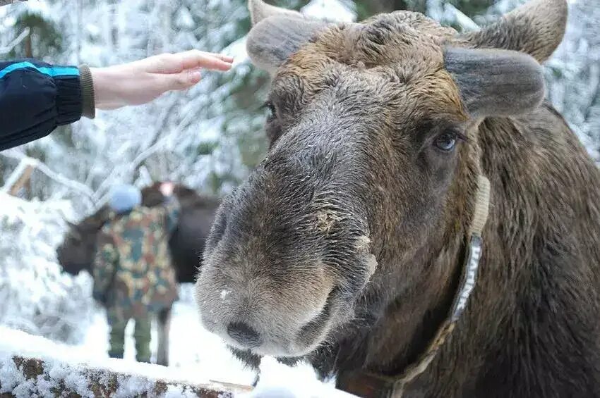 Сумароковская лосеферма Кострома. Лосиная ферма Сумароково Кострома. Сумароковская лосеферма Кострома зимой. Сумароковская лосиная ферма в Костромской.