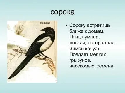 Сорока трех как пишется