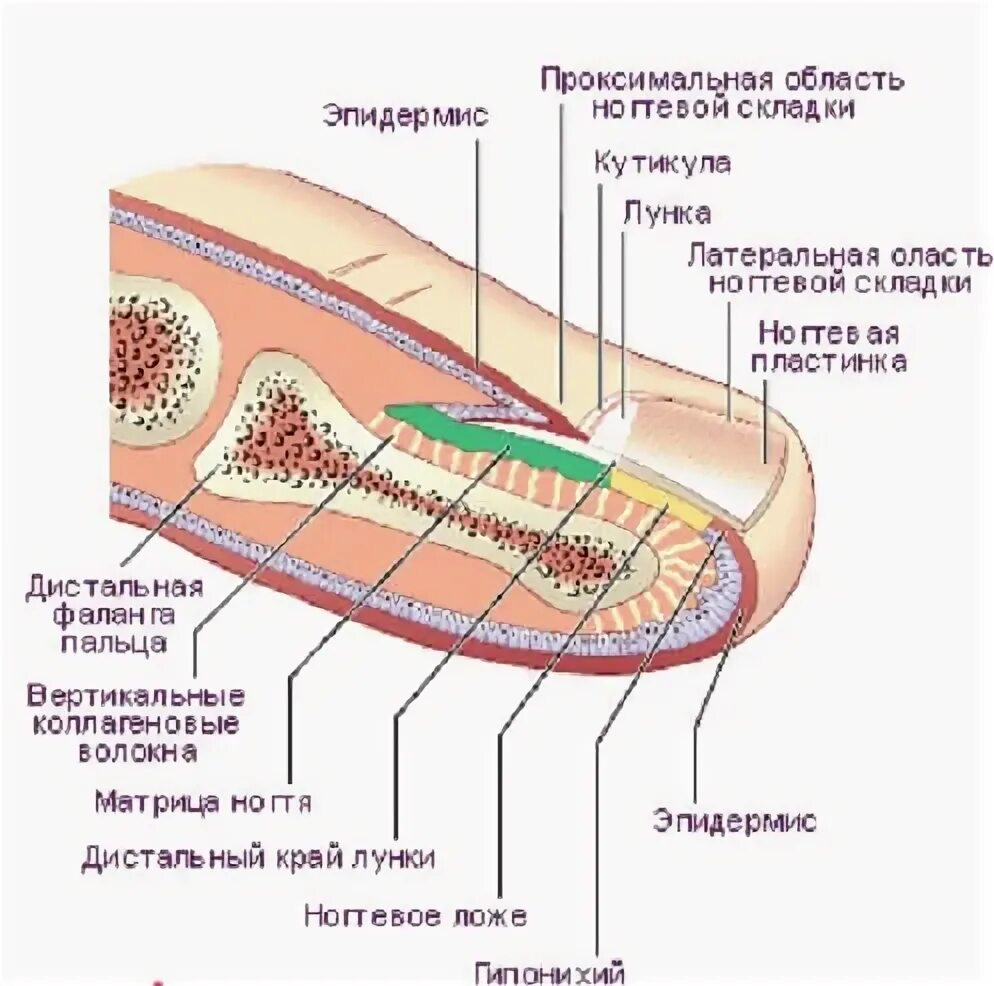 Корни ногтей находятся. Ногтевая пластина строение гистология. Строение ногтя анатомия. Ноготь в разрезе анатомия. Ногтевая фаланга пальца руки анатомия.