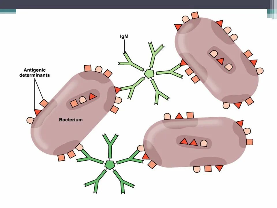 Выработка антигенов. Антигены бактерий схема. Иммуноглобулин антитела антигены. Антитела и антигены рисунок. Антигены микробной клетки.