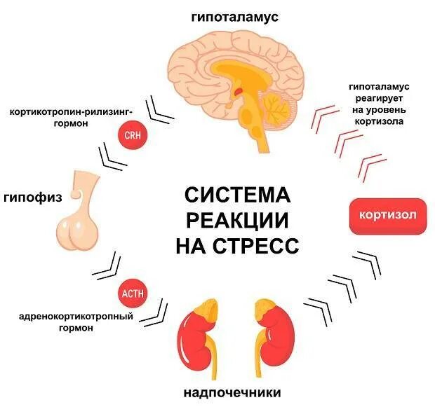 Гормон повышающий стресс