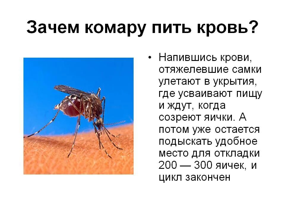 Почему комар издает звук. Презентация на тему комар. комары презентация. доклад про комаров. сообщение про комара.