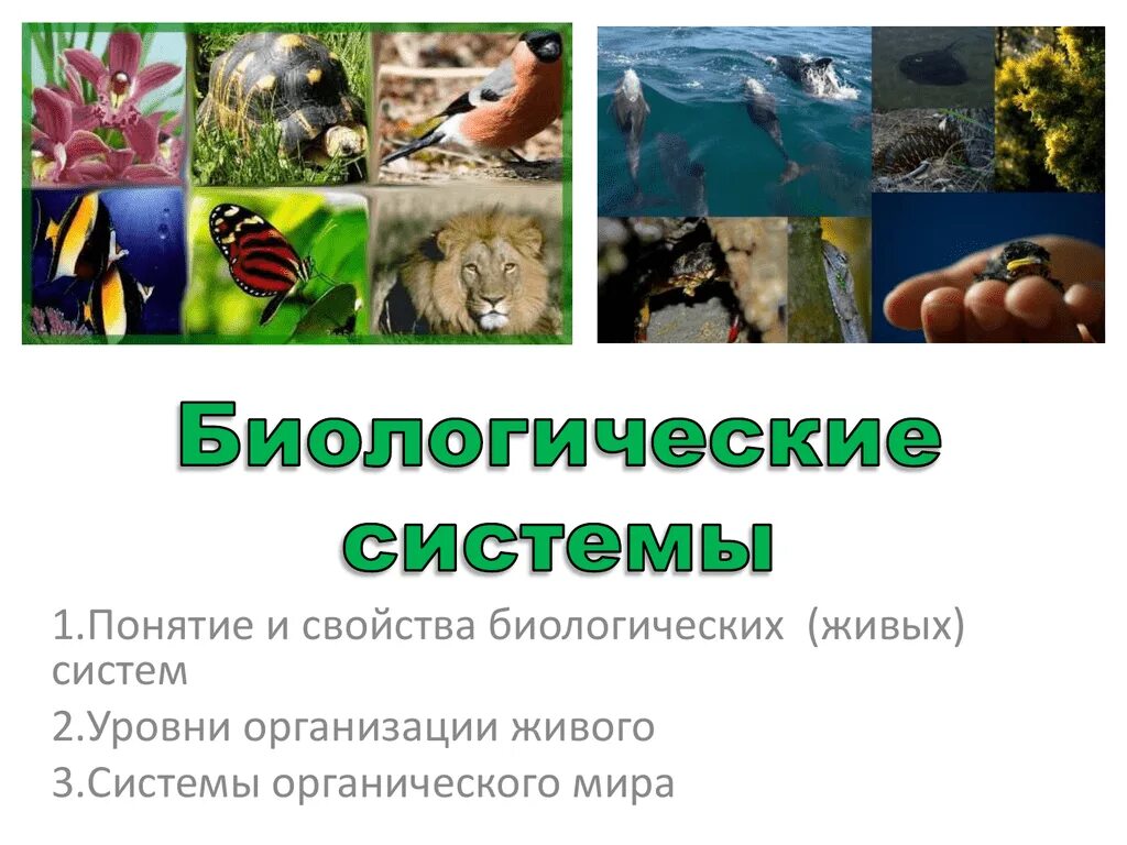 Какое свойство живых систем заключается в том. Система это в биологии. Свойства и уровни организации живых систем. Биологическая система это в биологии. Свойства живого уровни организации живого.