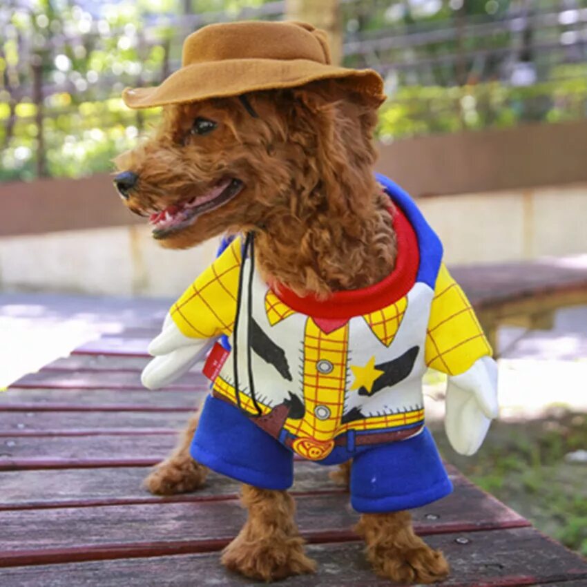 Дождевик для собаки. Костюм собаки. Фото костюмы собак. Костюм собаки. Adidog для собак.