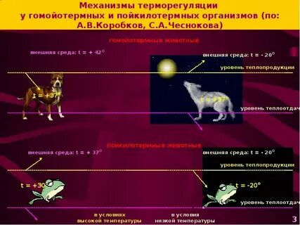 Гомойотермные