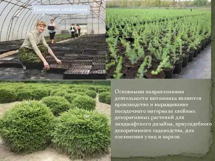 Питомник клязьма