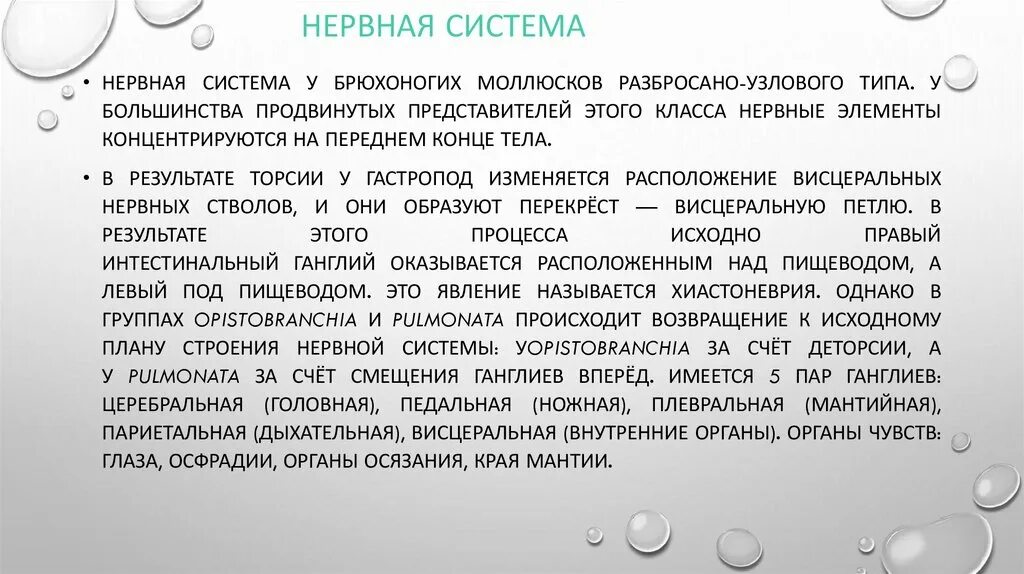 Имеет разбросанно узловую нервную систему. Торсия и деторсия. Хиастоневрия у моллюсков это. Нервная система разбросанно-узлового типа.