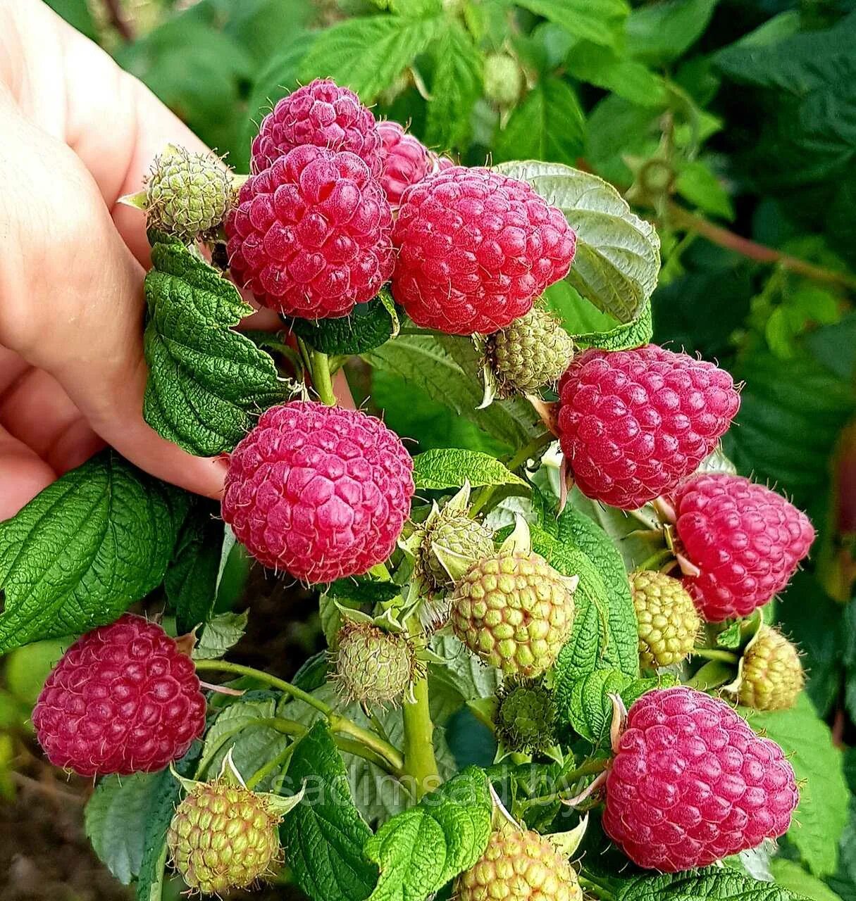 Малина ремонтантная похвалинка. Ремонтантная малина. Малина зюгана куст. Малина ремонтантная описание сорта. Малина полана кусты.