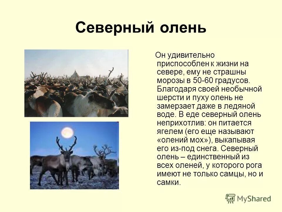 Северный олень место обитания в россии. Ареал обитания северных оленей на карте. Россия ореол обитания оленей. Внешний вид северного оленя. Олени ареал обитания на карте.