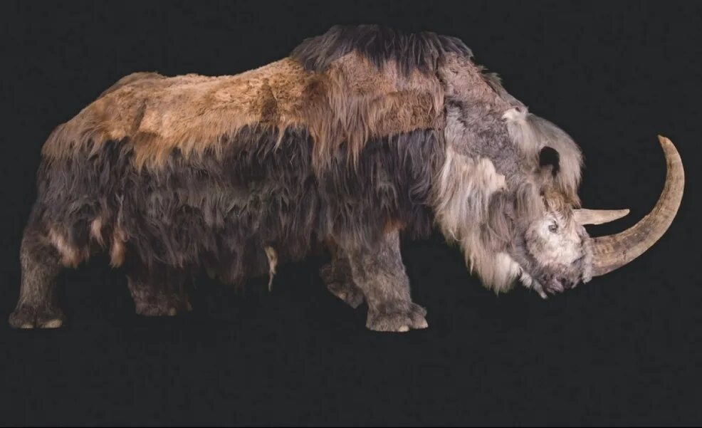 шерстистый носорог в сибири. шерстистый носорог якутия. эласмотерий и шерстистый носорог. зденек буриан шерстистый носорог. шерстистый носорог ледникового периода.