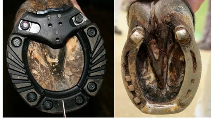 Comparison in hoof size between a pony and a Shire horse (the largest breed of h
