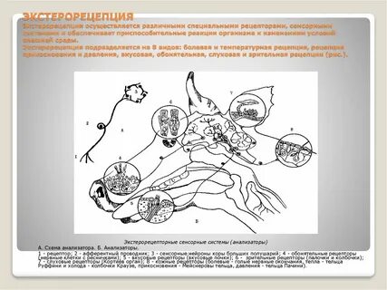 Рецепторы органов сенсорной системы