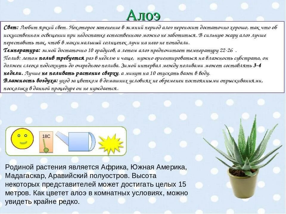 Алоэ столетник как часто поливать. Болезни алоэ столетника. Полив алоэ в комнате. Алоэ полив. Алоэ температура.